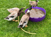 Group of four runner drakes