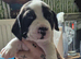 Jack a bee cross sprollie puppies