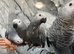 Handreared Friendly Super Tame Cuddly African Grey Parrot,21
