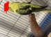 2 beautiful black wings young budgies