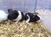 4 Guinea Pig babies