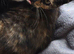 5 month old female kitten for sale