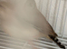 Pair of fawn and pied zebra finch