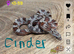 2 rare morph corn snakes