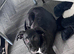 Border collie/ Staffie