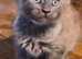 Maine coon pedigree kittens