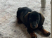 Miniature dachshund