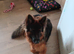 Longhaired German shepard