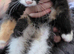 Kitten