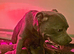 Stunning litter of blue Staffordshirebull terrier puppy's litter of 7 only 4 boys left