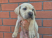 Labrador x american bulldog puppies
