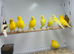 Canaries