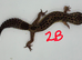 2025 black night cross leopard gecko female