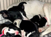 Stunning Border Collie x Blue Heeler Puppies &ndash; Ready from 11th July