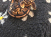 Proven, RTB and adult royal pythons