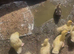 Muscovy ducklings