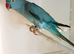Ringnecks available I have a beautiful blue male or a turquoise female both ready to re home