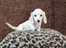Rare Cream Mini Longcoat Dachshund Puppies