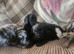 Puppies for sale