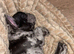 Male Merle puppy for sale