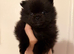 Teddy bear double coat fluffy Pom