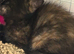 Stunning kittens x bsh &pound;65 each 3 LEFT