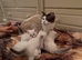 Ragdoll kittens for sale