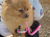 Beautiful Gold fox face Pom
