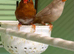 Orange Zebra Finches