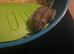 Russian dwarf hamster for rehoming