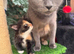 LONG HARED FEMALE CALICO KITTEN