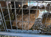 Japanese and jumbo quails and eggs