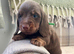 Kennel Club registered small Miniature Dachshund puppies