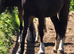 Classy looking section c black filly