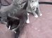 Beautiful x Russian blue kittens