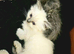 Beautiful Ragdoll & Chinchilla kittens