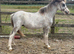 Welsh a yearling colt