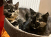 Tortoiseshell female semi long haired kittens