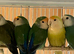 Lovebirds