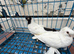 Polish Pigeons for Sale