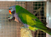 Breeding pr derbyans