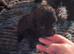 Puppies for sale