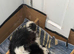 Shihtzu puppies