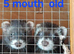 Small kits 5 mouth old