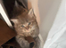 Maine Coon x bsh friendly bundles of fluff