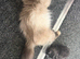 Himacoons - Himalayan/maincoon