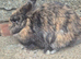 Lionhead doe