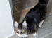 Maine coon male cat