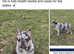 Merle French Bull Dog - proven available for studding