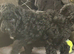Mixed litter of goldendoodle